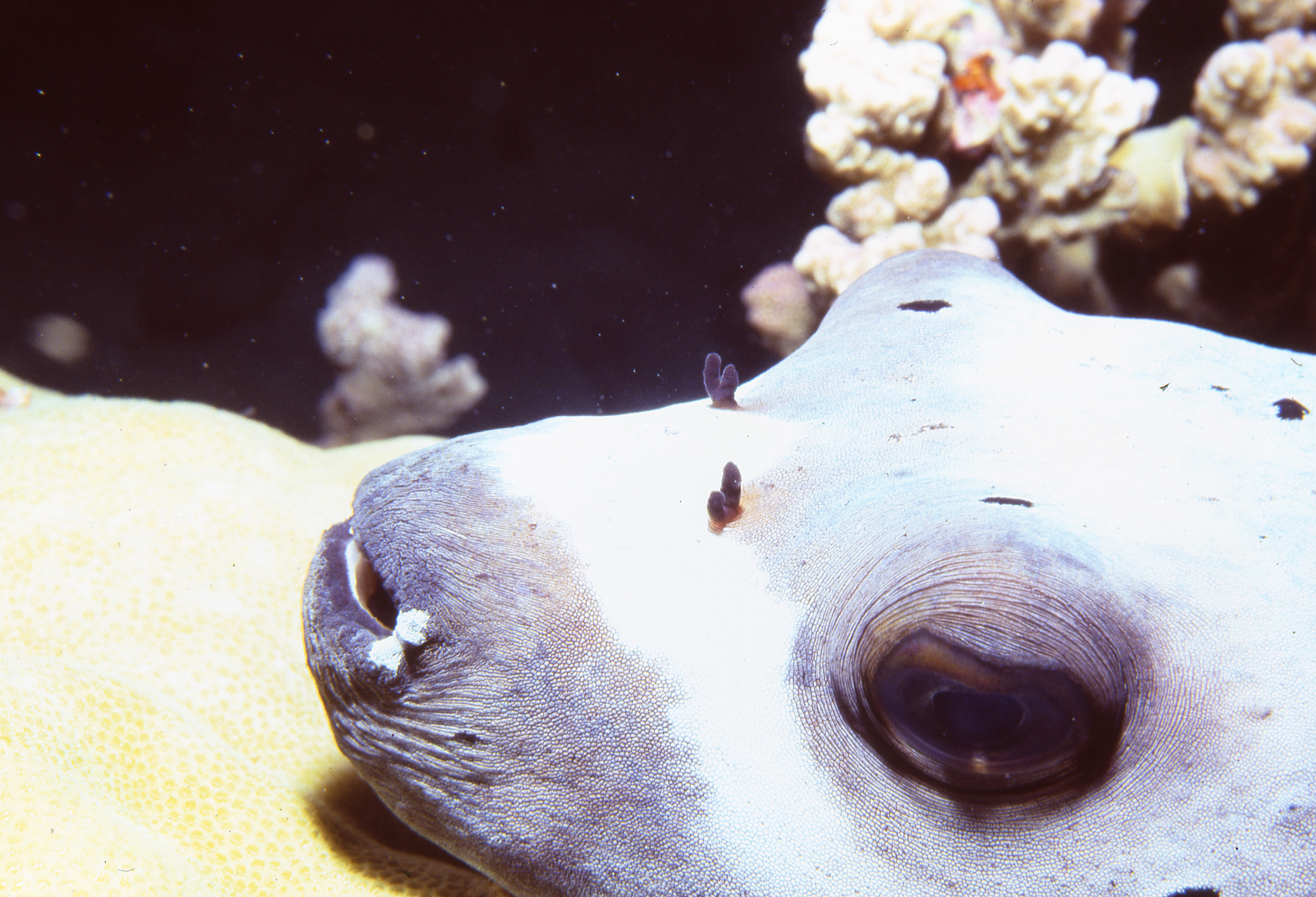 Palau   Dog Face